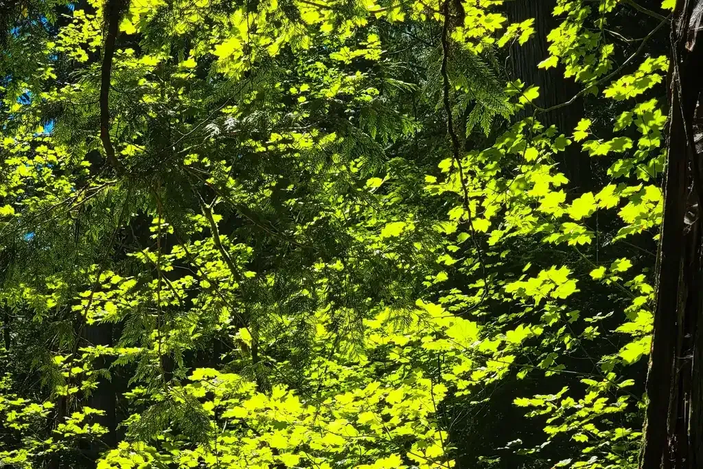 Feuillage vert éclairé par le soleil
